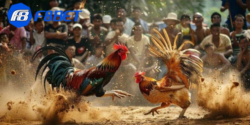 đá gà trực tiếp C1
