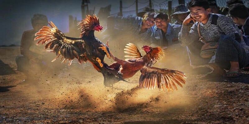 đá gà trực tiếp