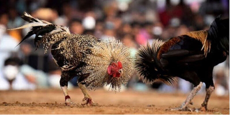đá gà trực tiếp